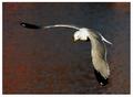 Gull: Rule of Thirds