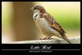 Little Bird