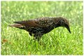 Spotted Bird
