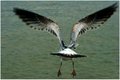 Take Off!