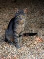Cat on the Farm