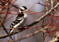 Woodpecker