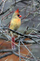 Female Cardinal