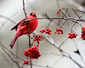 Winter Cardinal