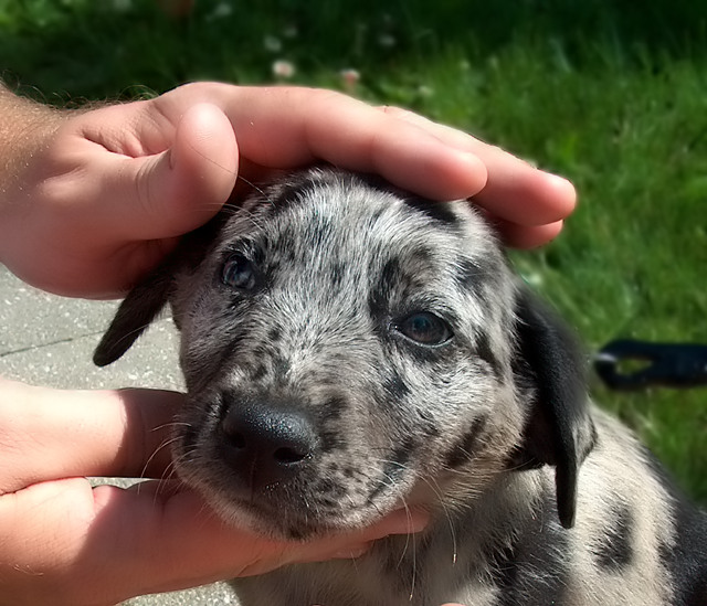 Petting the puppy