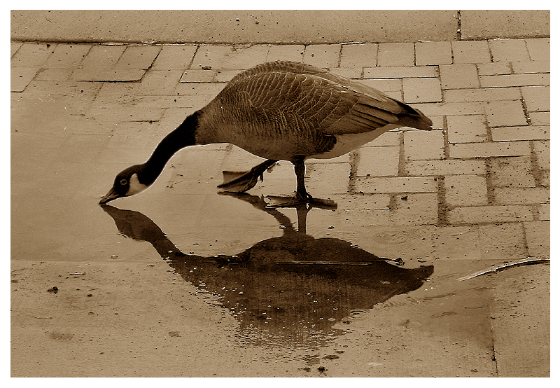 Thirsty Goose