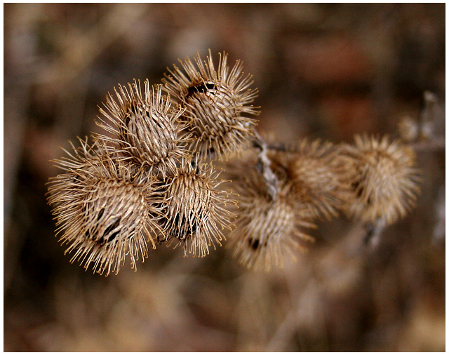 thistles
