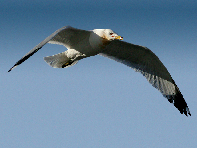 Gull In Flight