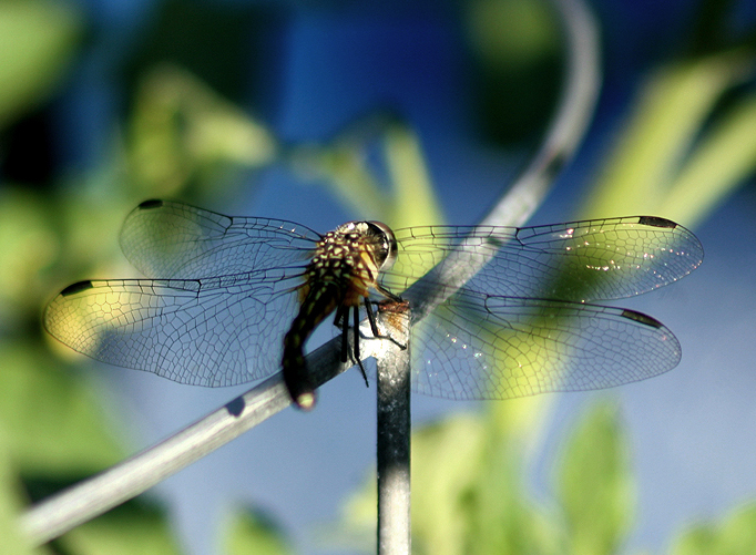 Dragon Fly 2