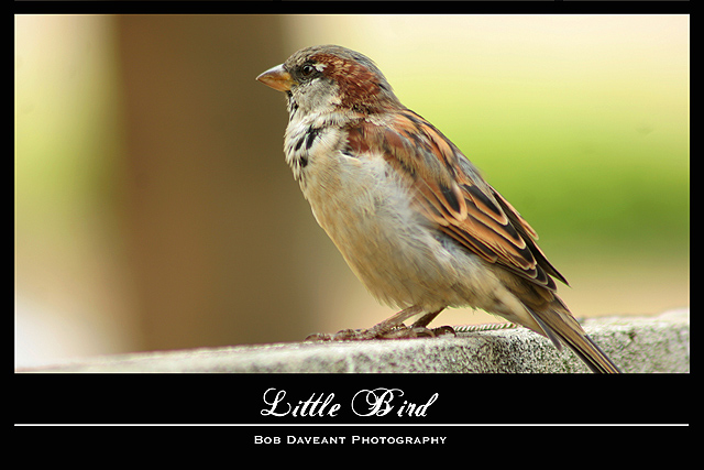 Little Bird