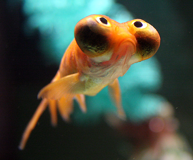 Eye See You