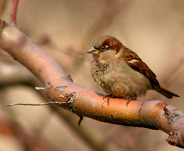 A Bird in Cleveland