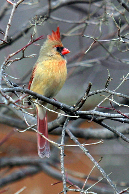 Female Cardinal