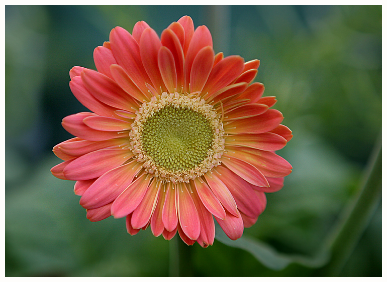 Spring Flowers