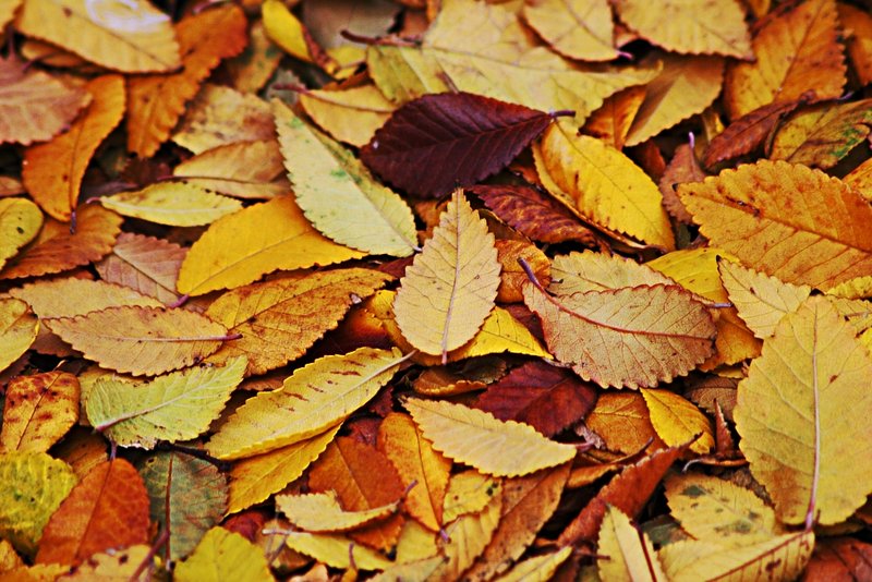 leaves.jpg