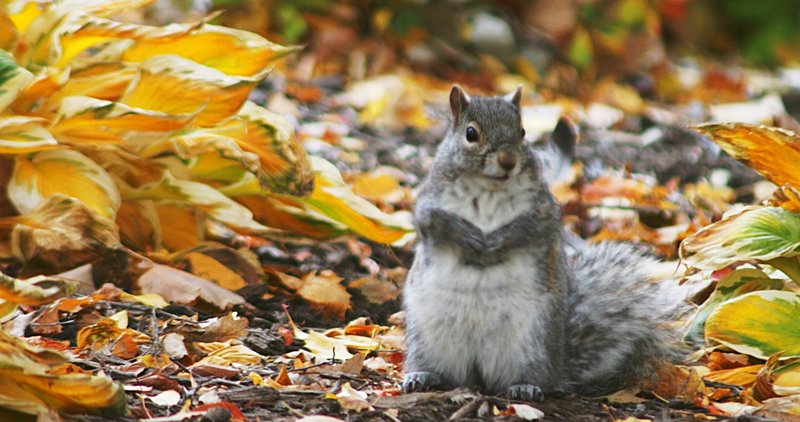 autumn squirrel