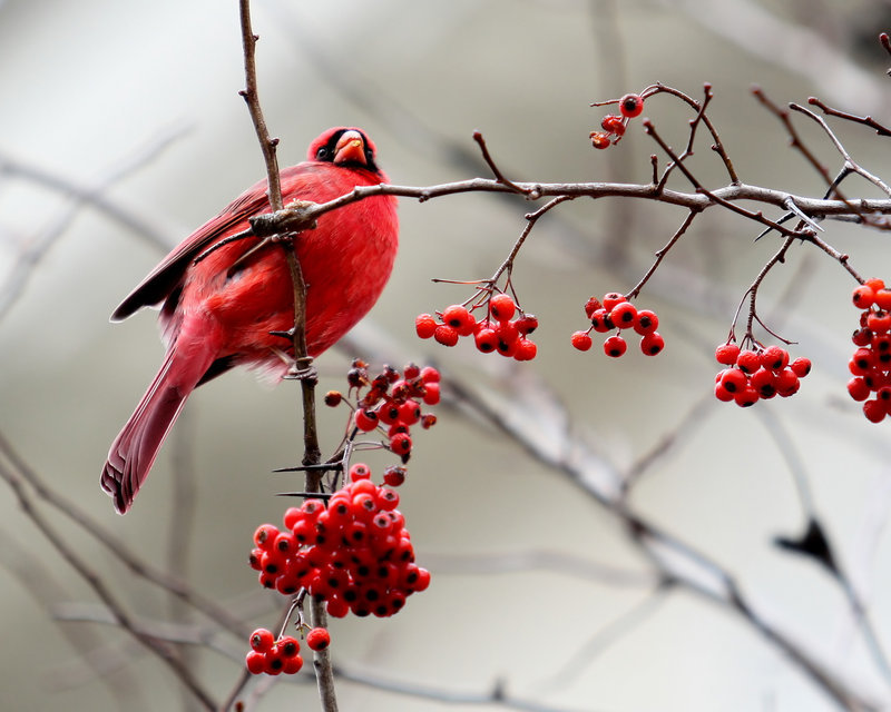 Winter Cardinal