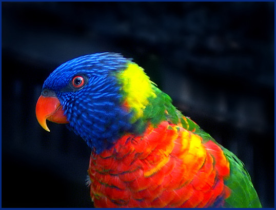 Blue bird of hapiness