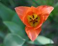 Orange Tulip