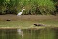 Walking Heron