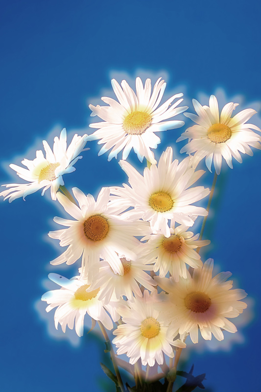 10 daisies