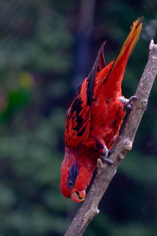 Red-Lorikeet