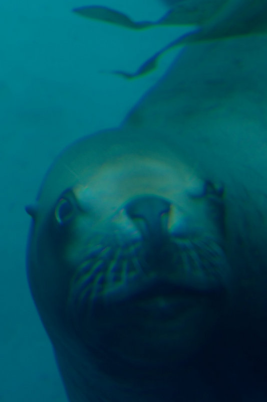 Curious-glance