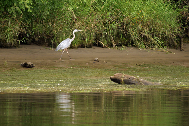Walking Heron