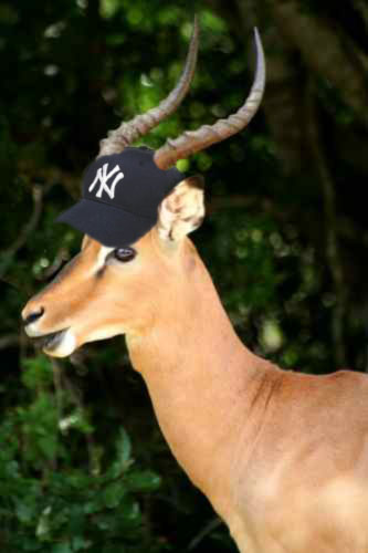 anything? go yankees!