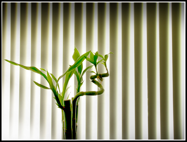 green.jpg