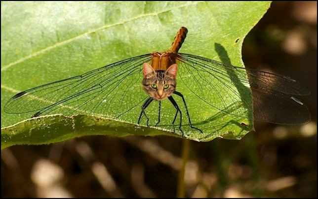 nanna fly 640.JPG