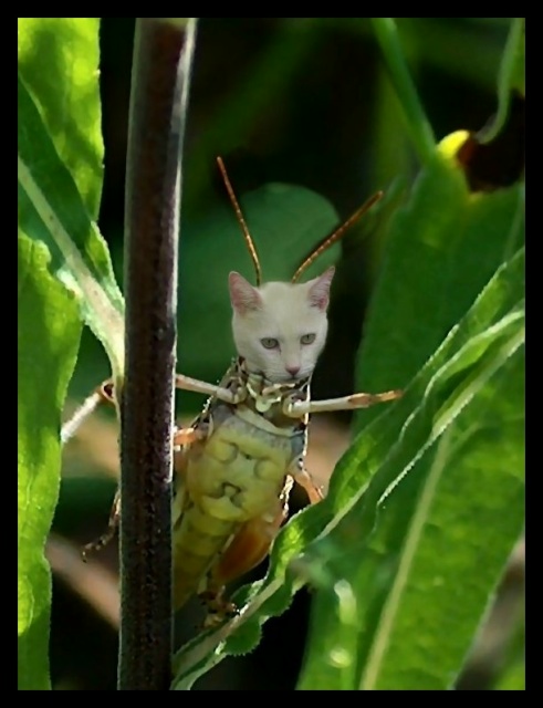 tiki hopper1 bdrs 640.JPG