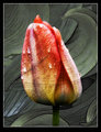 Tulip and Leaves