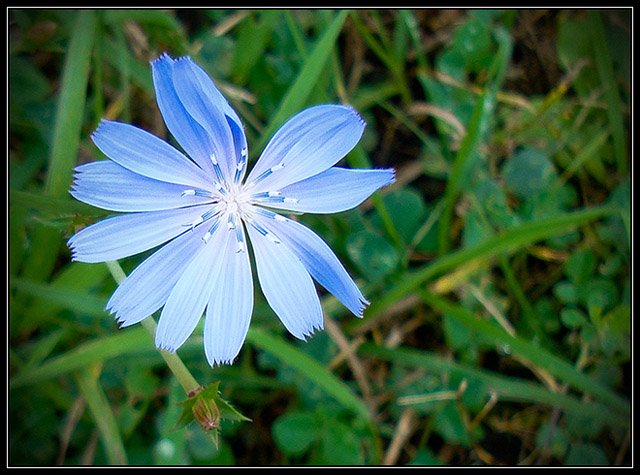 A Tiny Wildflower