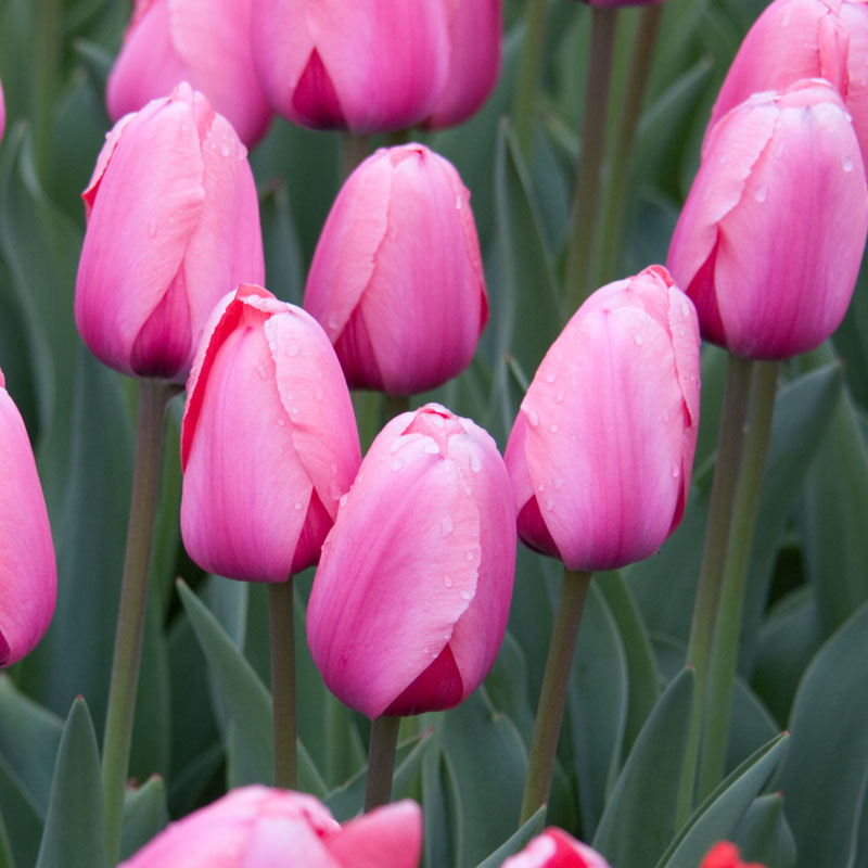 tulips-2-origninal-crop.jpg