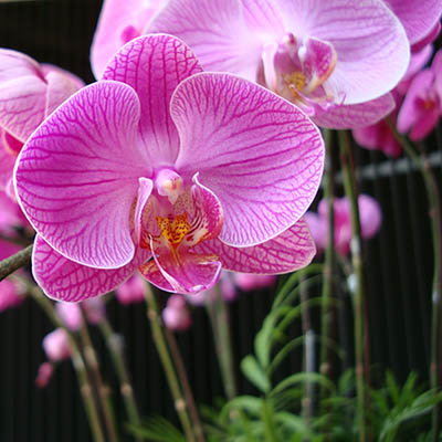 flower original.jpg