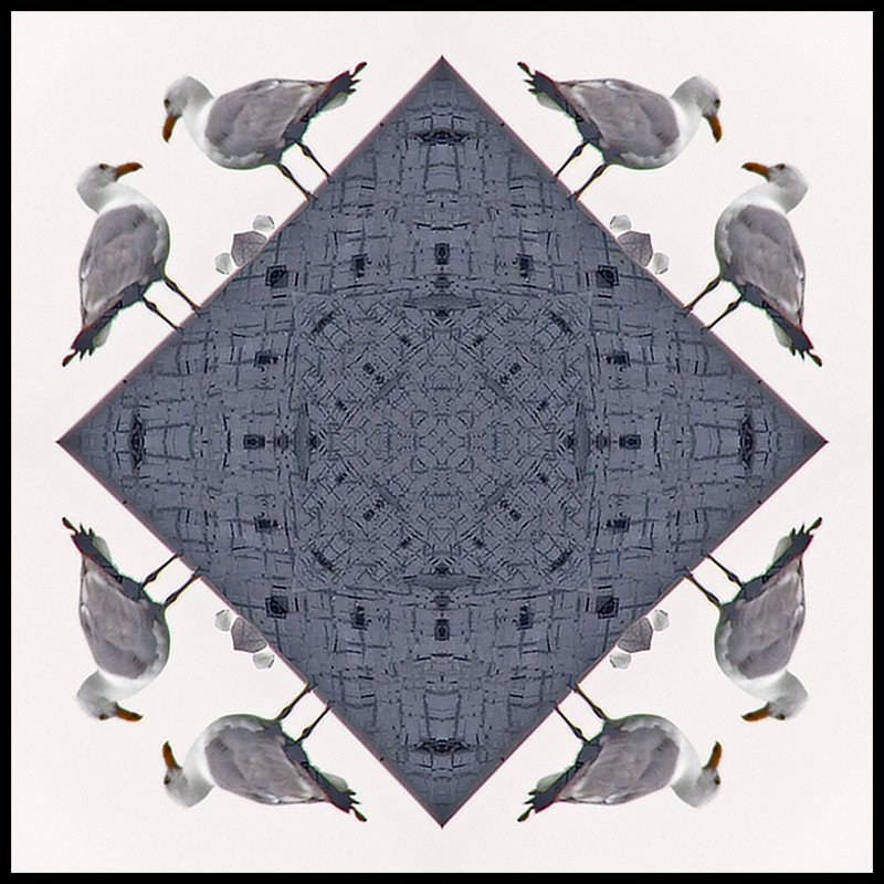 BIRDS.JPG