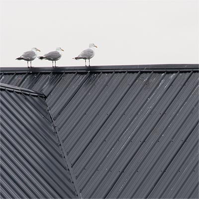 BIRDS ORIGINAL.JPG