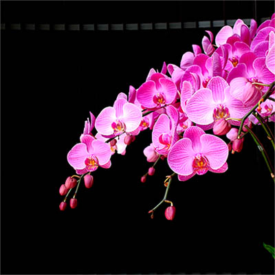 flowers original.jpg