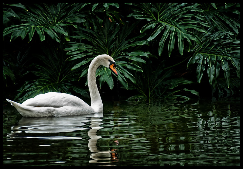 swan.jpg