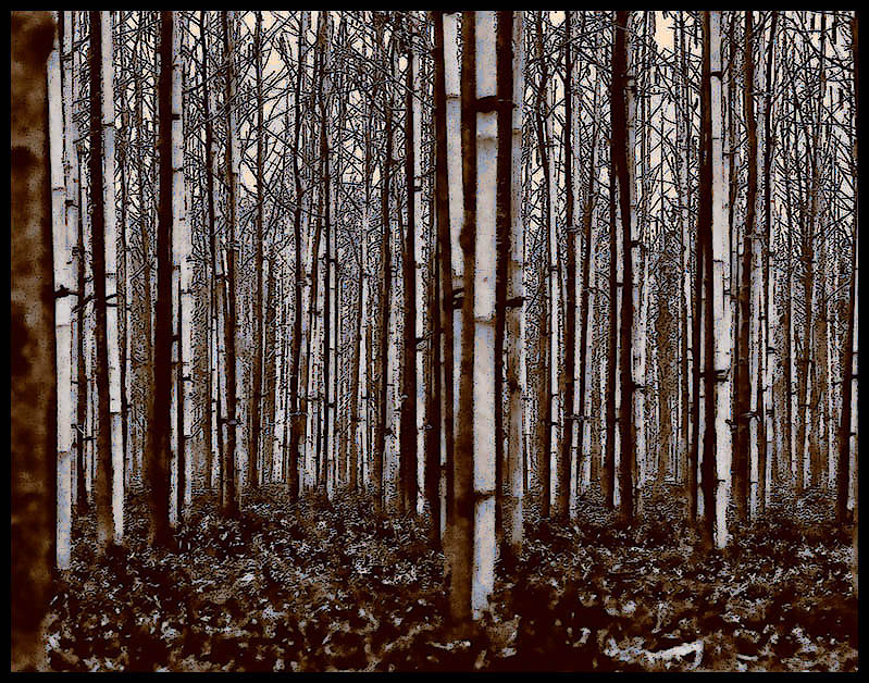 Forest.jpg