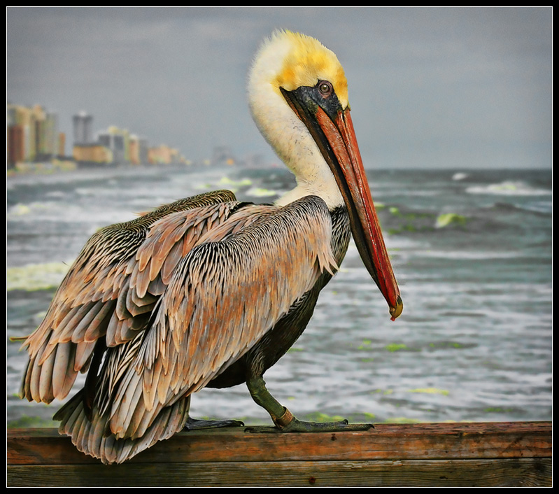Pelican