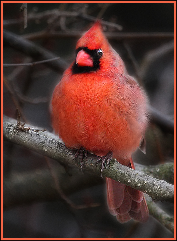 Cardinal