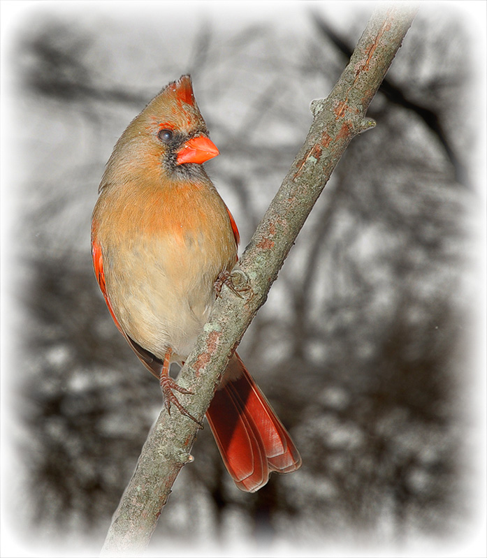 Cardinal on Branch 2.jpg
