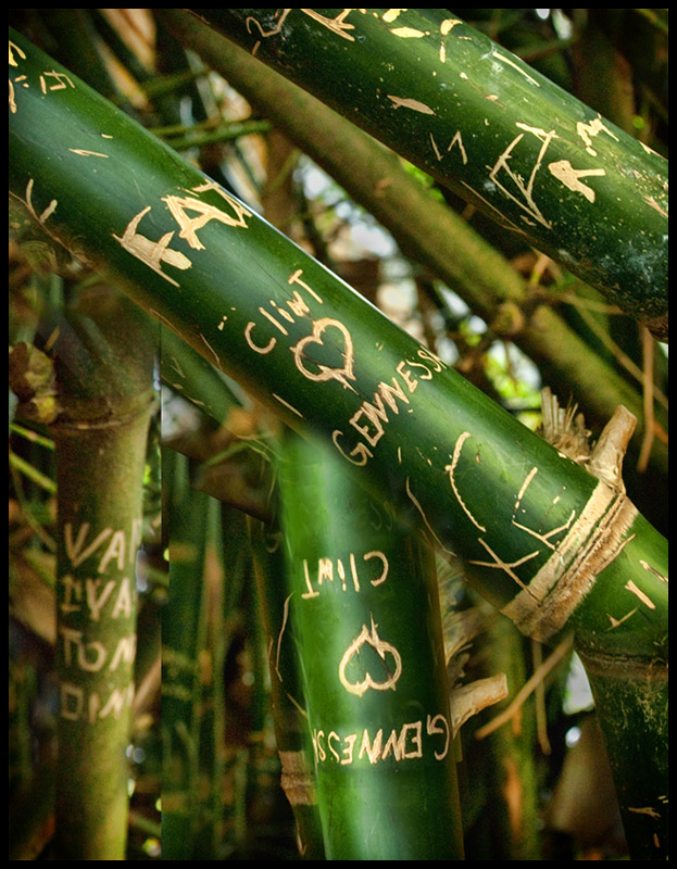 Bamboo.jpg