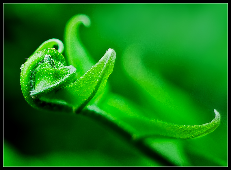 Fern.jpg