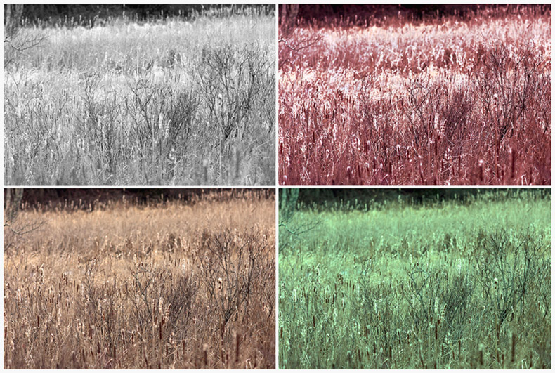 Weeds.jpg