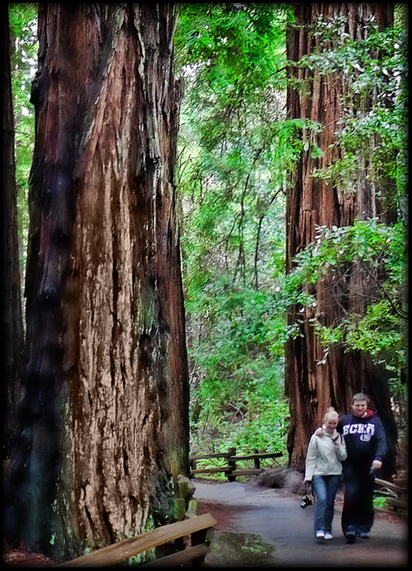 Cathedral Grove.jpg