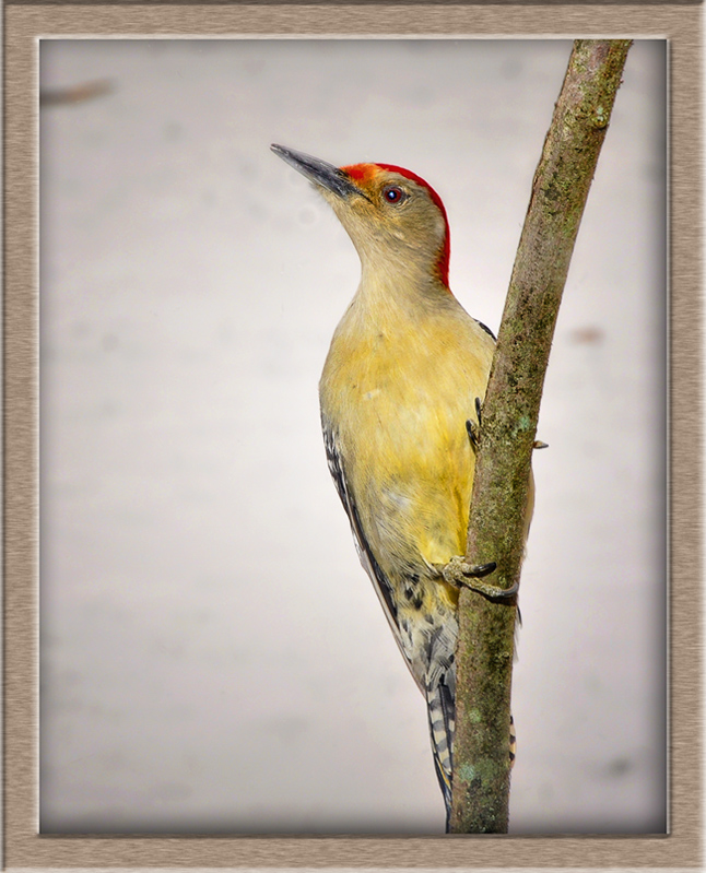 Bird on Branch.jpg