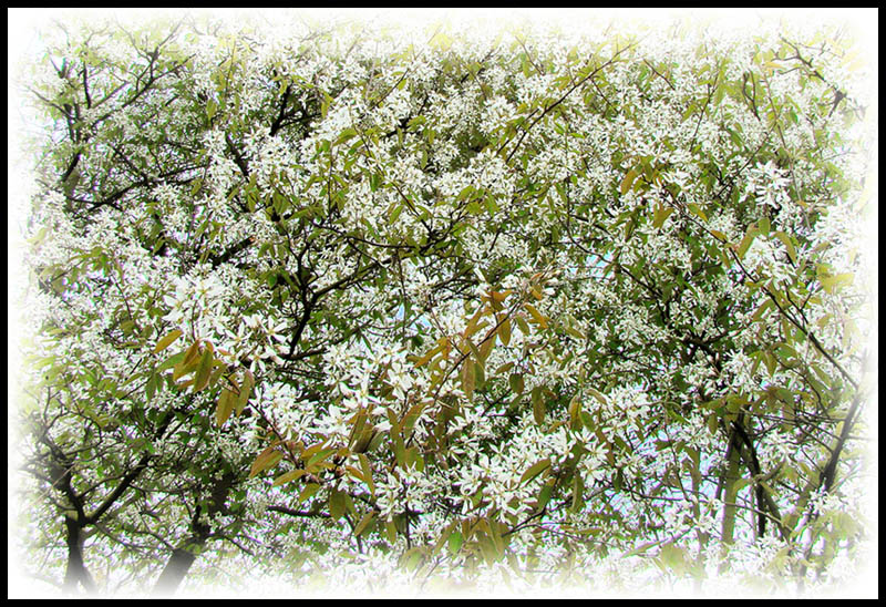 Spring.jpg